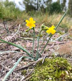Fotografia da espécie Narcissus scaberulus subesp. scaberulus