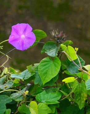 Fotografia 15 da espécie Ipomoea indica no Jardim Botânico UTAD