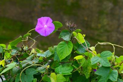 Fotografia da espécie Ipomoea indica