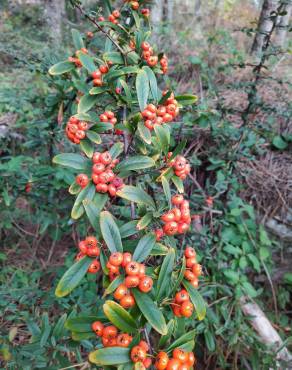 Fotografia 15 da espécie Pyracantha coccinea no Jardim Botânico UTAD