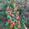 Fotografia 15 da espécie Pyracantha coccinea do Jardim Botânico UTAD