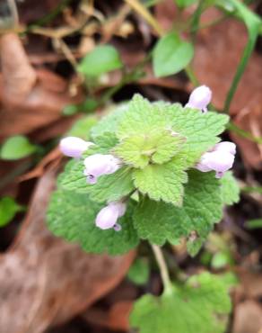 Fotografia 16 da espécie Lamium purpureum no Jardim Botânico UTAD