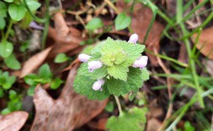 Fotografia da espécie Lamium purpureum