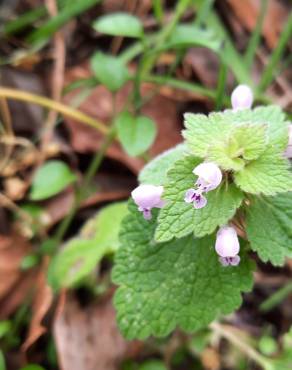 Fotografia 17 da espécie Lamium purpureum no Jardim Botânico UTAD