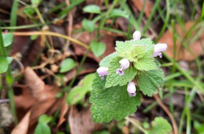 Fotografia da espécie Lamium purpureum