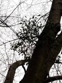 Fotografia da espécie Viscum album subesp. album