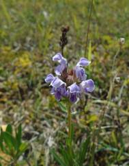 Prunella hyssopifolia