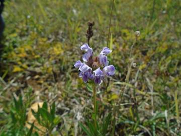 Fotografia da espécie Prunella hyssopifolia