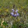 Fotografia 1 da espécie Prunella hyssopifolia do Jardim Botânico UTAD