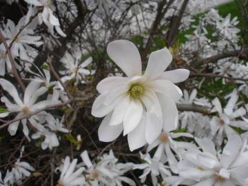 Fotografia da espécie Magnolia stellata