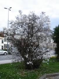 Fotografia da espécie Magnolia stellata