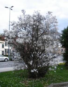 Fotografia 15 da espécie Magnolia stellata no Jardim Botânico UTAD