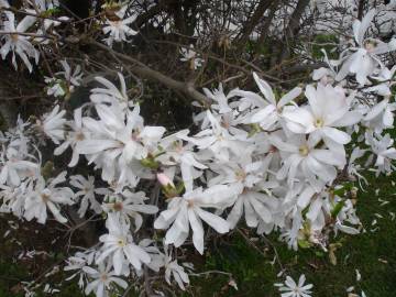 Fotografia da espécie Magnolia stellata