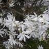 Fotografia 16 da espécie Magnolia stellata do Jardim Botânico UTAD