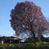 Fotografia 13 da espécie Magnolia x soulangeana do Jardim Botânico UTAD