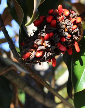 Fotografia 15 da espécie Magnolia grandiflora no Jardim Botânico UTAD