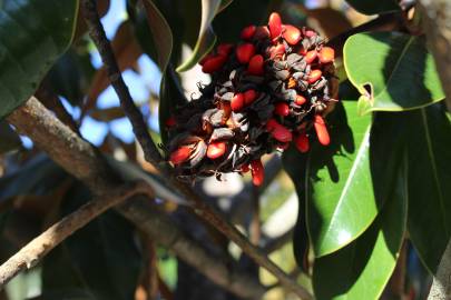 Fotografia da espécie Magnolia grandiflora