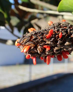 Fotografia 16 da espécie Magnolia grandiflora no Jardim Botânico UTAD