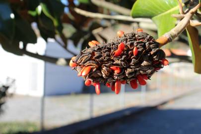 Fotografia da espécie Magnolia grandiflora