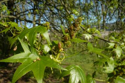 Fotografia da espécie Liquidambar styraciflua