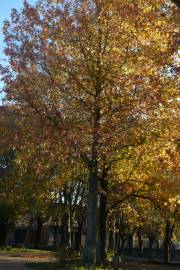 Fotografia da espécie Liquidambar styraciflua