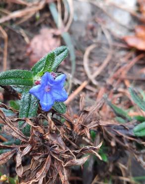 Fotografia 16 da espécie Glandora prostrata no Jardim Botânico UTAD