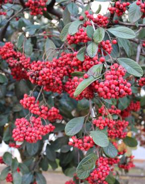 Fotografia 15 da espécie Cotoneaster coriaceus no Jardim Botânico UTAD