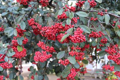 Fotografia da espécie Cotoneaster coriaceus