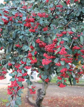 Fotografia 16 da espécie Cotoneaster coriaceus no Jardim Botânico UTAD