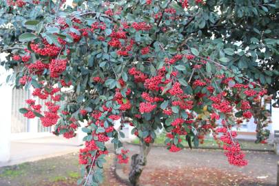 Fotografia da espécie Cotoneaster coriaceus