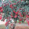 Fotografia 16 da espécie Cotoneaster coriaceus do Jardim Botânico UTAD