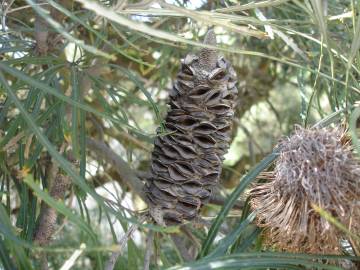 Fotografia da espécie Banksia integrifolia
