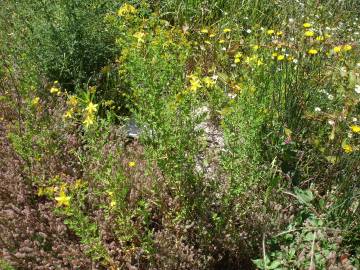 Fotografia da espécie Hypericum perforatum subesp. perforatum