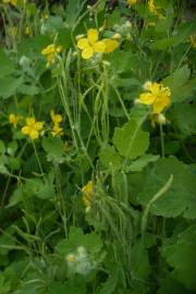 Fotografia da espécie Chelidonium majus