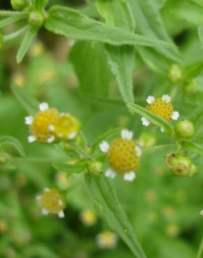 Fotografia 8 da espécie Galinsoga ciliata no Jardim Botânico UTAD