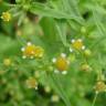 Fotografia 8 da espécie Galinsoga ciliata do Jardim Botânico UTAD