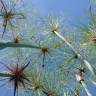 Fotografia 1 da espécie Cyperus papyrus do Jardim Botânico UTAD
