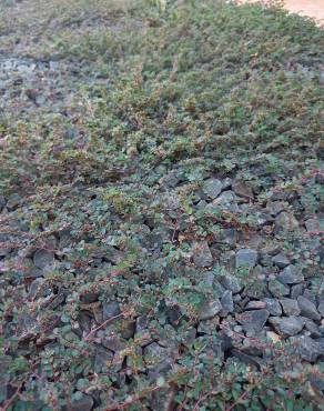 Fotografia 14 da espécie Chamaesyce prostrata no Jardim Botânico UTAD