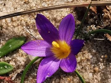 Fotografia da espécie Romulea ramiflora subesp. ramiflora