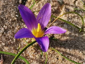 Fotografia da espécie Romulea ramiflora subesp. ramiflora