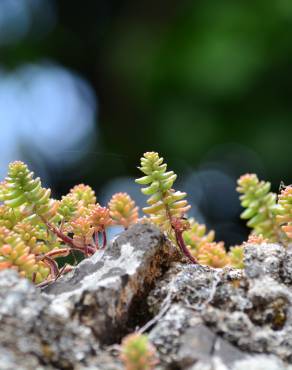 Fotografia 18 da espécie Sedum album no Jardim Botânico UTAD