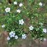 Fotografia 9 da espécie Diosma hirsuta do Jardim Botânico UTAD