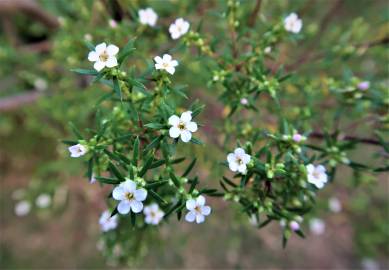 Fotografia da espécie Diosma hirsuta