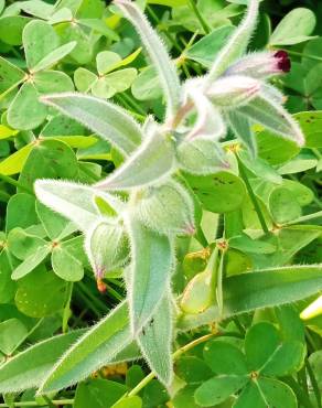 Fotografia 9 da espécie Nonea vesicaria no Jardim Botânico UTAD