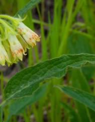 Symphytum tuberosum subesp. tuberosum