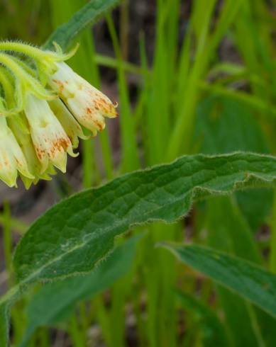 Fotografia de capa Symphytum tuberosum subesp. tuberosum - do Jardim Botânico