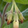 Fotografia 5 da espécie Symphytum tuberosum subesp. tuberosum do Jardim Botânico UTAD