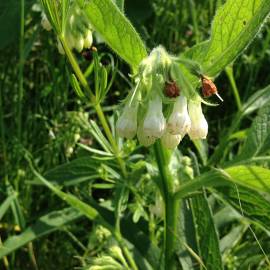 Fotografia da espécie Symphytum tuberosum subesp. tuberosum