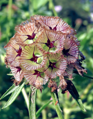 Scabiosa stellata subesp. simplex