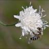 Fotografia 1 da espécie Cephalaria leucantha do Jardim Botânico UTAD